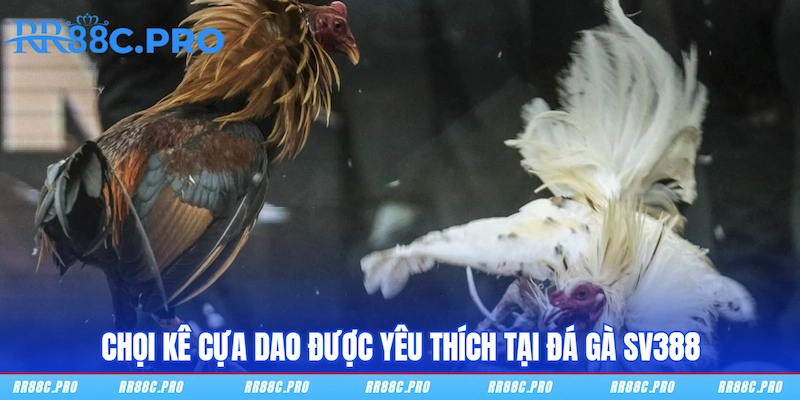 Chọi kê cựa dao được yêu thích tại Đá Gà SV388