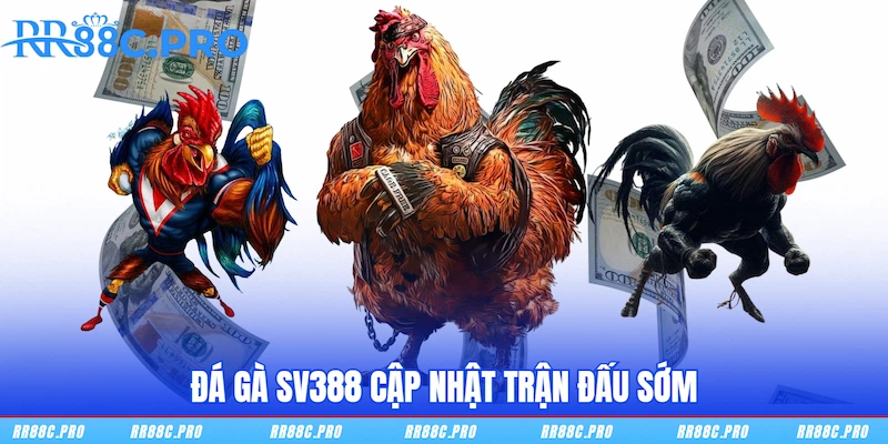 Đá Gà SV388 cập nhật trận đấu sớm