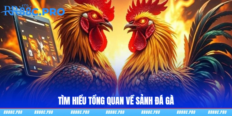 Tìm hiểu tổng quan về sảnh Đá gà RR88